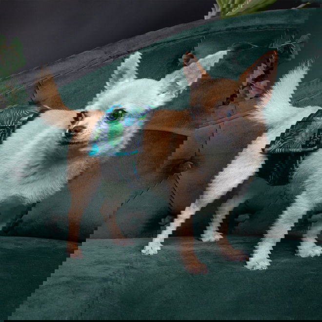 RuttuNuttu urosvyö, Jungle monstera