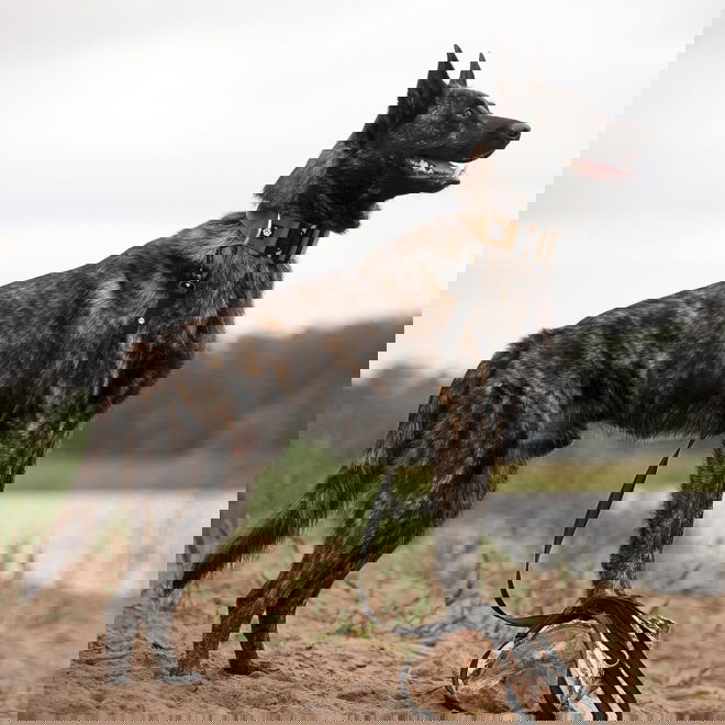 Salmiakkitassu Grip-hihna Twistlock-lukolla 250 cm