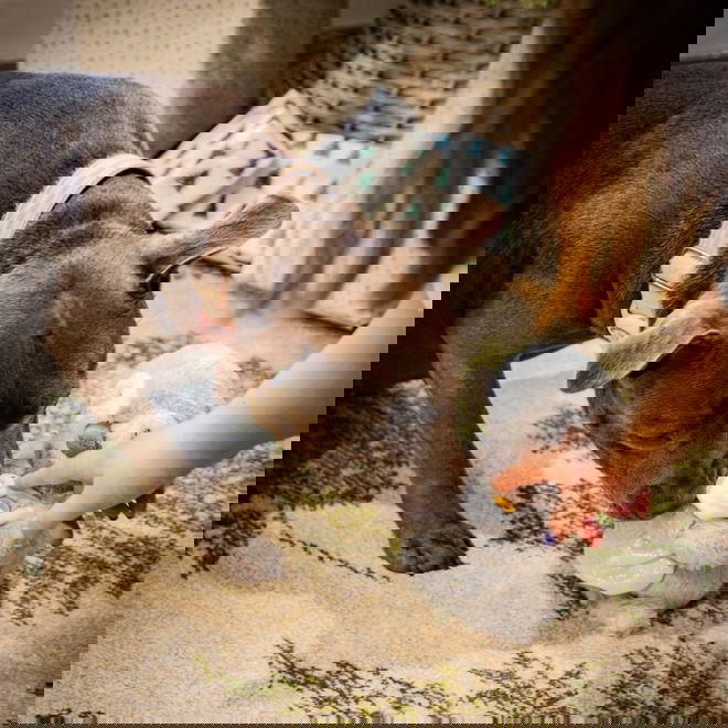 Rosewood Pingviinipehmo