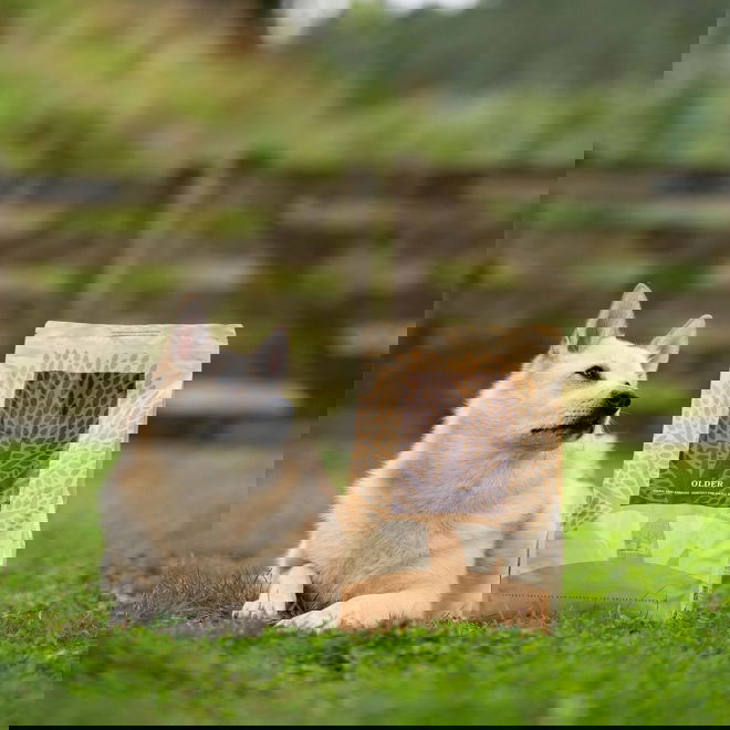 ESSENTIAL OLDER 10kg