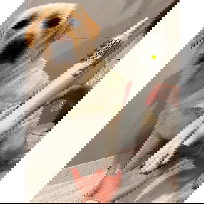 Koiran turkinkuivain Neakasa F1