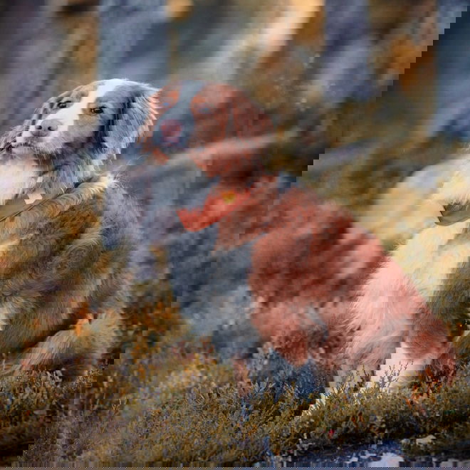 Woolly Wolf Alpha 360 panta, Terracotta Mix
