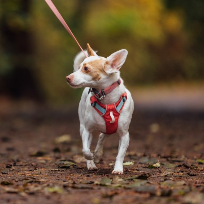 Ruffwear Hi & Light valjaat, Salmon Pink