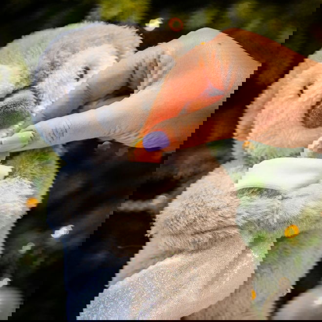 Rosewood Pingviinipehmo