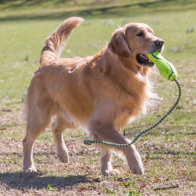 KONG Airdog, Fetch Stick