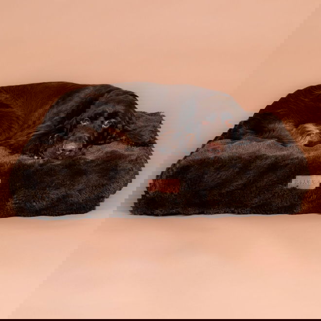 Ortopedinen koiran patja PAIKKA Lounge