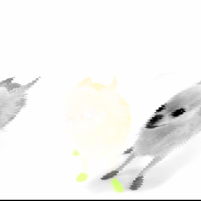 PawZ koiran suojatossut, 12 kpl (Tiny)