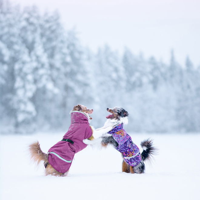 ToppaPomppa valjasaukolla, luumu