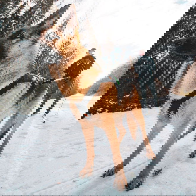 Koiran vetovaljaat Non-stop Freemotion