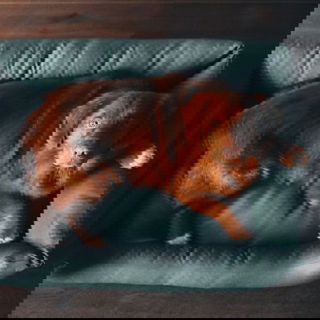 Reunallinen peti District 70 classic, Cactus Green