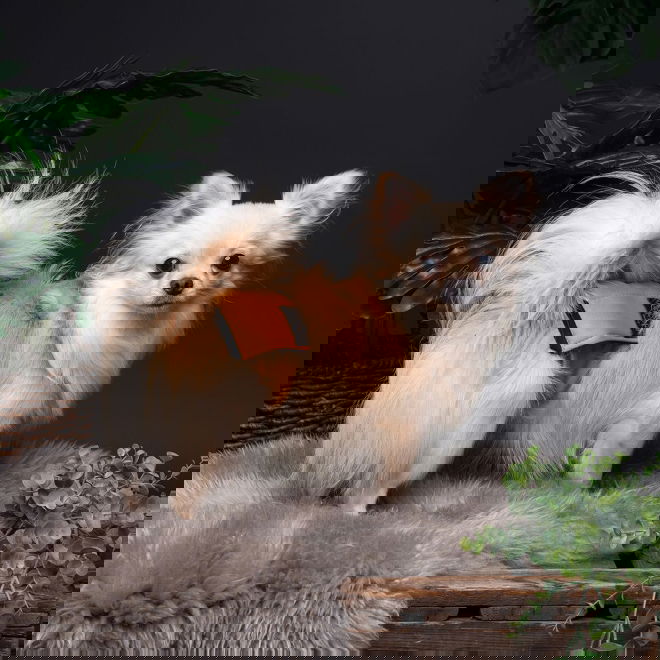 RuttuNuttu urosvyö, Amber Leaf