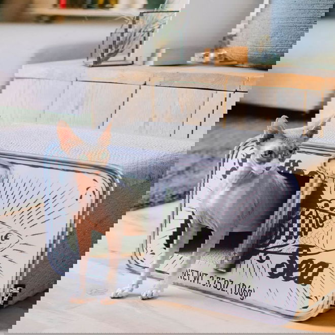 Kissan raapimislaatikko sardiinit&ouml;lkki