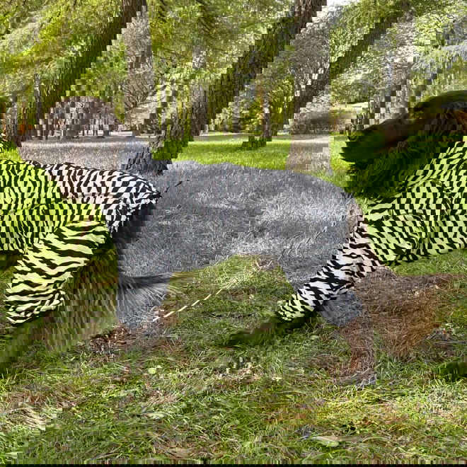 Rukka Zebra haalari