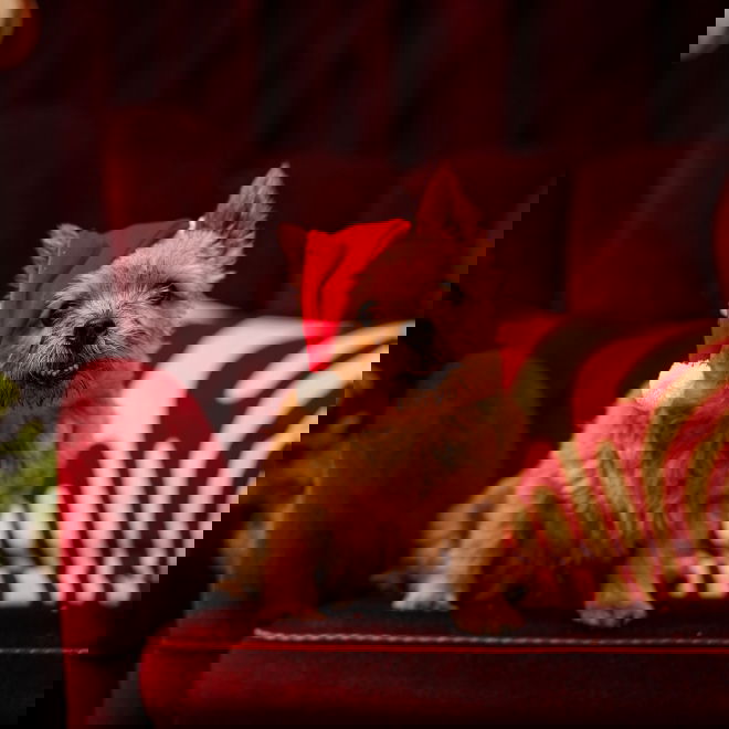 Little&Bigger Xmas Tonttulakki