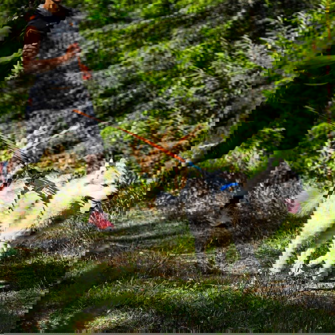 Koiran vetovaljaat Non-stop Freemotion