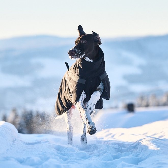 Non-Stop Trekking koiran talvitakki, musta