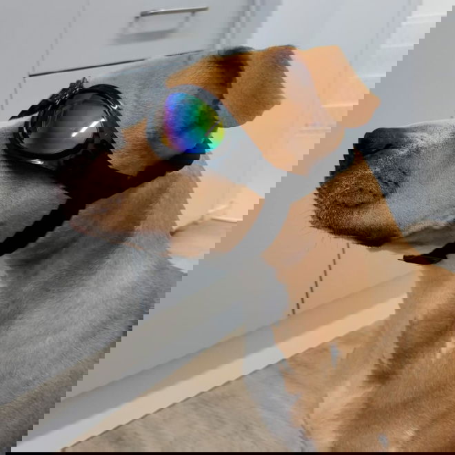 Koiran suojalasit K9 Sport Shades, musta