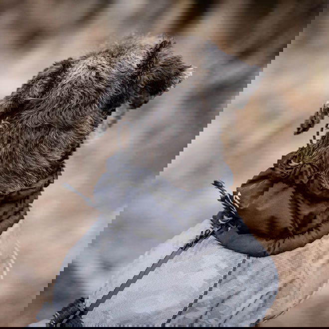 Feel Active Reflective koiran talvitakki