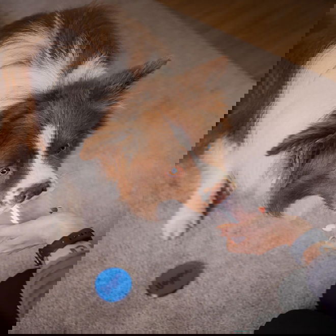 Nose Work -purkit Loype