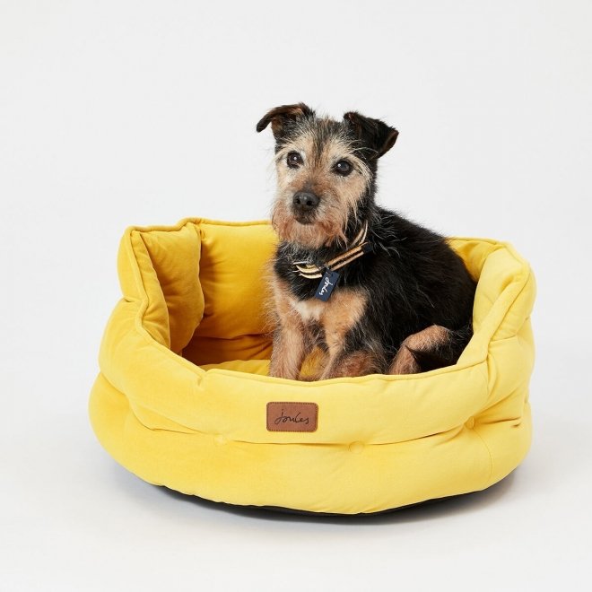 Peti Joules chesterfield, keltainen