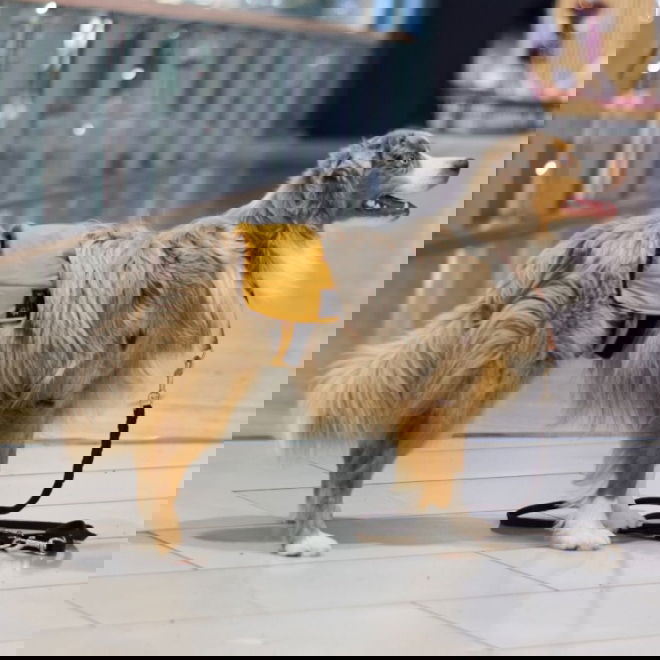 RuttuNuttu urosvyö, Amber Leaf