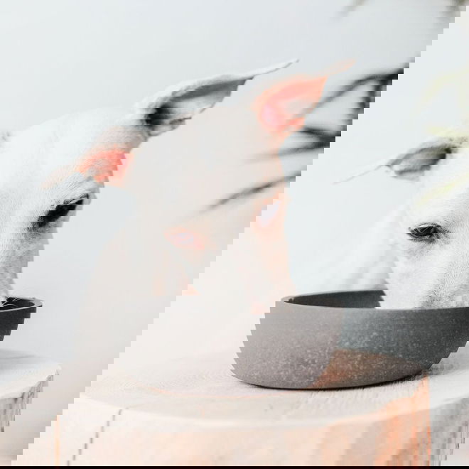 Koiran kuppi District 70 bambu, harmaa