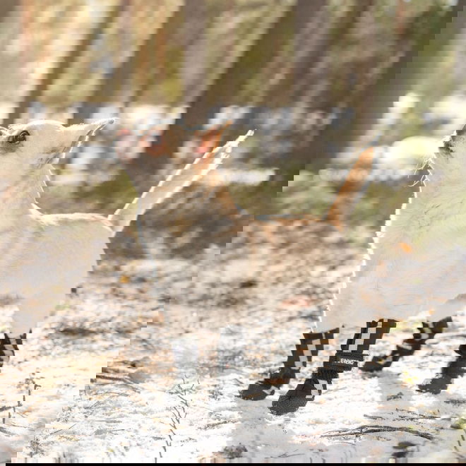 Finnero HALLA Softshell-tossut 4kpl, musta (XS)