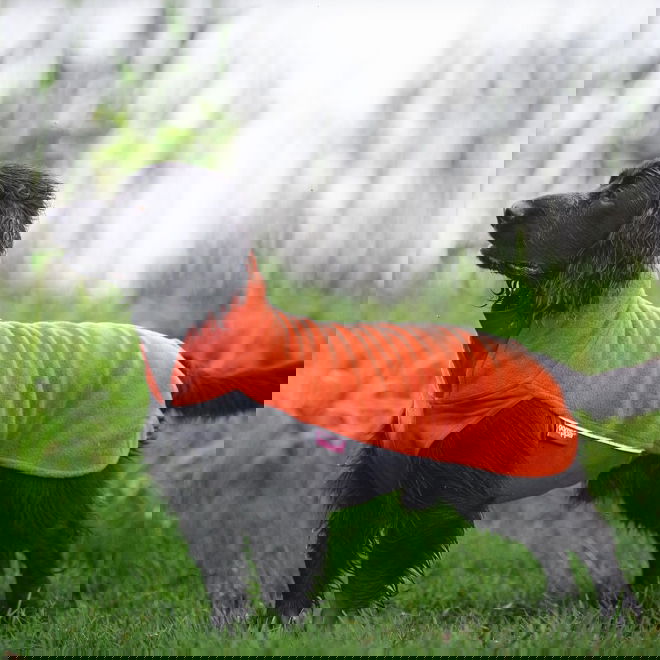 JumppaPomppa Habanero