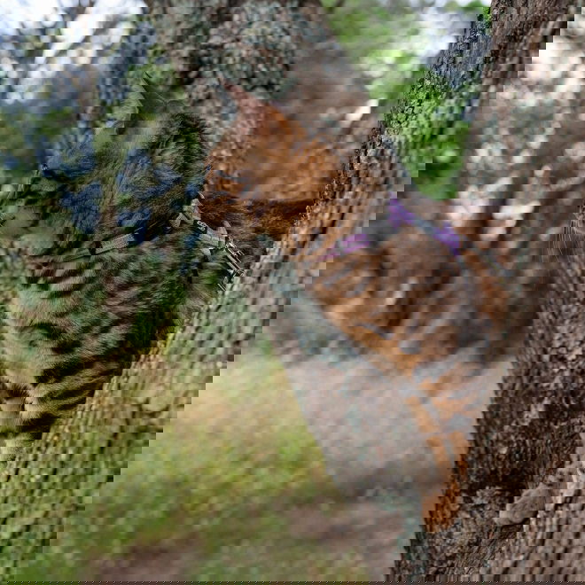 Rogz AlleyCat heijastava valjas-hihnasetti (Violetti)