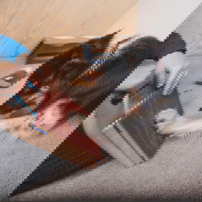 Loype Mani-Pedi raapimalauta koiralle