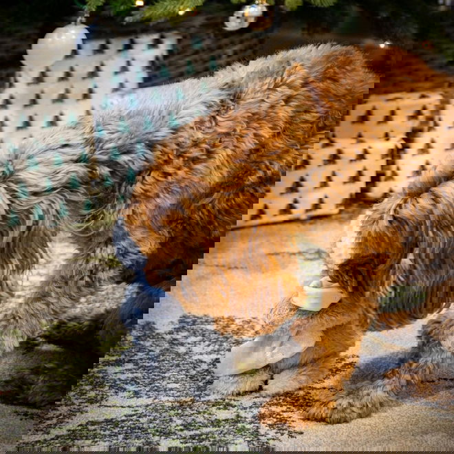 Rosewood Pingviinipehmo