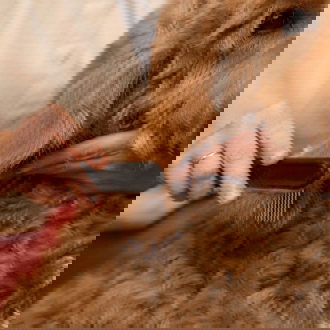 Fiskars harvapiikkinen kampa