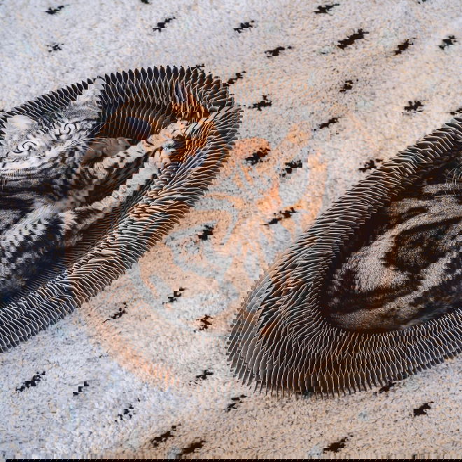 Pahvipes&auml; District 70 Maze