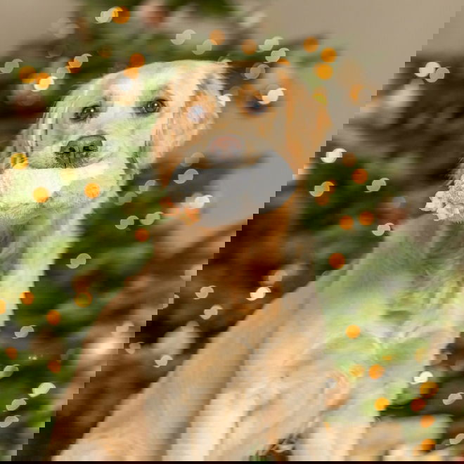 Trixie Xmas Pingviinipehmolelu 16 cm