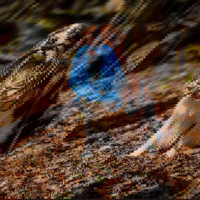 Loype Saxana Tracking Line