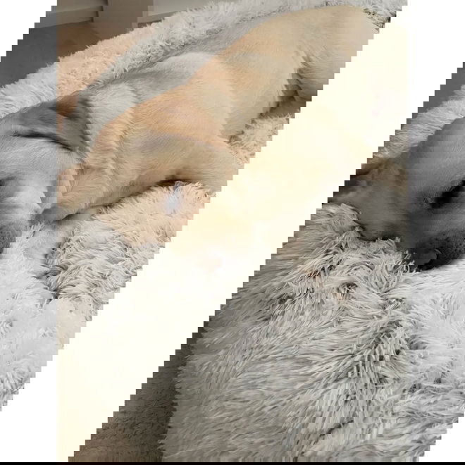 Koiran p&ouml;rr&ouml;peti Best Friends by Sheri,huurre (XL)