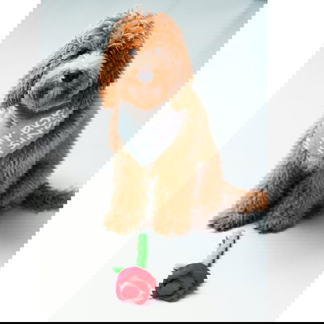 Beeztees pehmoleluruusu