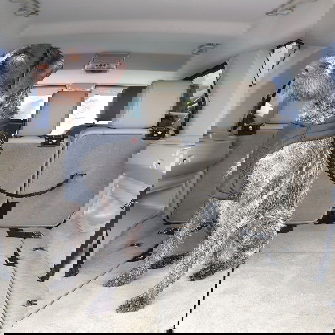 Koiralle turvavy&ouml; autoon KONG IsoFix