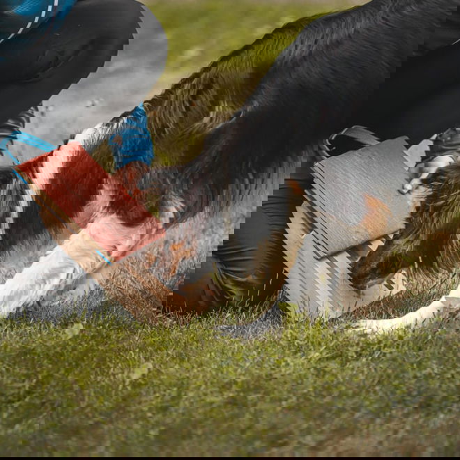 Loype Mani-Pedi raapimalauta koiralle