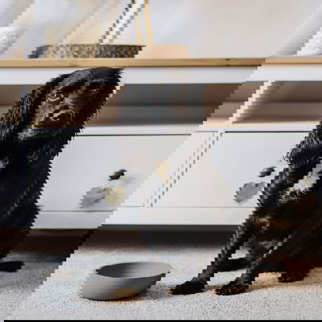 Koiran kuppi District 70 bambu, harmaa