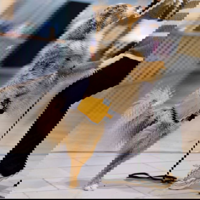 RuttuNuttu urosvyö, Amber Leaf