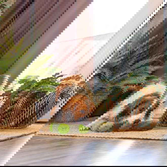 Beeztees Hide N Seek Jungle Snake