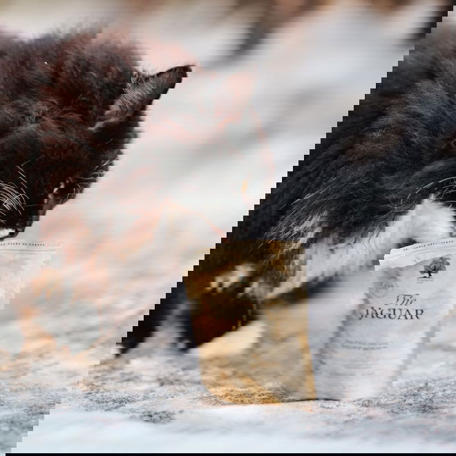 ESSENTIAL the JAGUAR PATÉ 12x85g