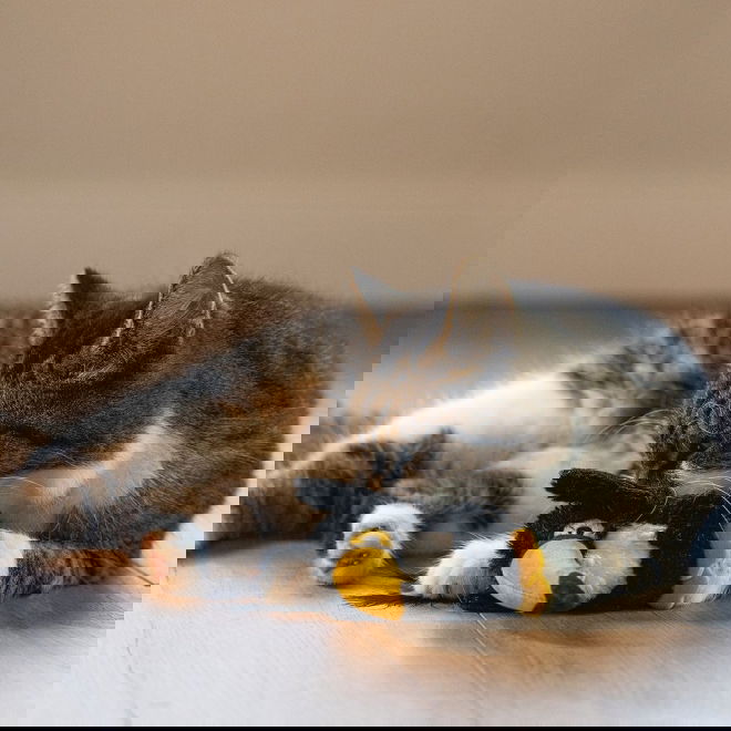 Beeztees Jungle Cat Toucan Kanoe 