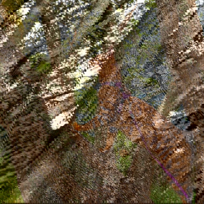 Rogz AlleyCat heijastava valjas-hihnasetti (Violetti)