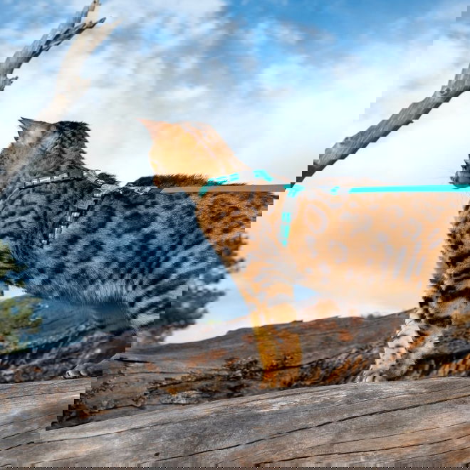 Rogz AlleyCat heijastava valjas-hihnasetti (Turkoosi)