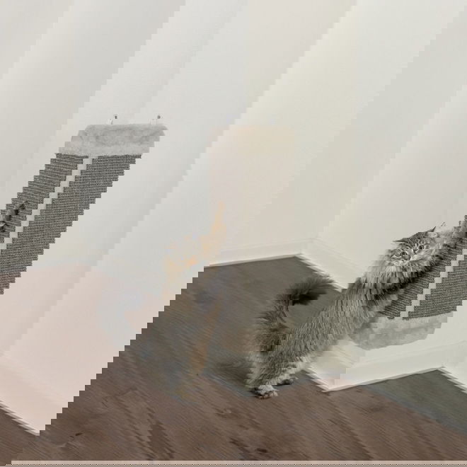 Raapimalauta kulmaan Trixie valkoinen