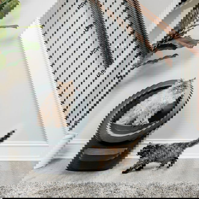 Whisker Litter-Robot 4, musta