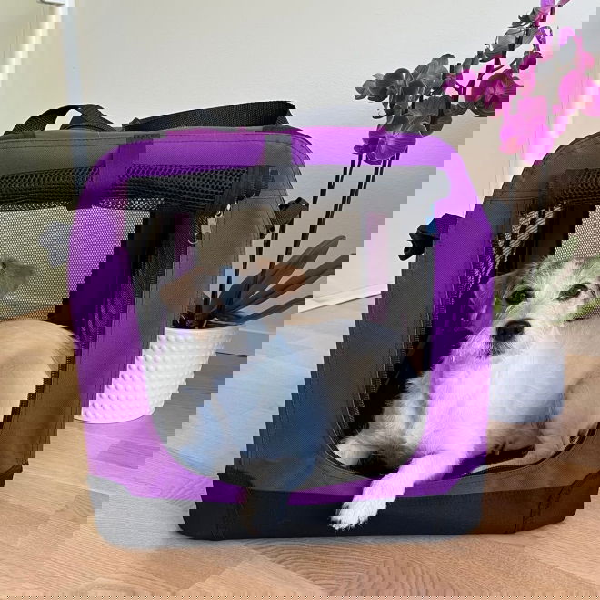 Nylonhäkki PetEasy, violetti