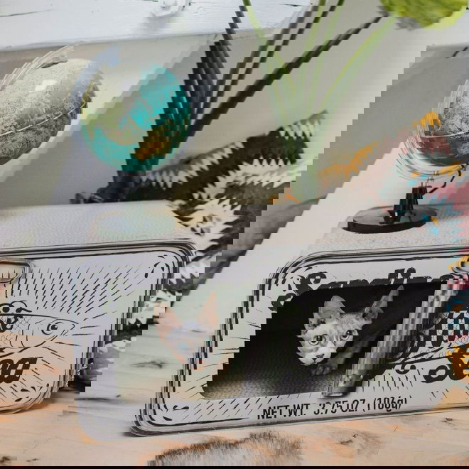 Kissan raapimislaatikko sardiinit&ouml;lkki